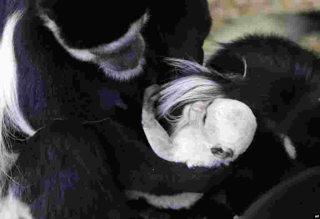 A grown mantled guereza holds a new born baby at the zoo in Prague, Czech Republic.