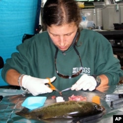 研究人员解剖查看鱼的性器官