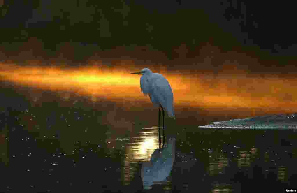 An egret sits in a canal as morning sun reflects off the mist, on Assateague Island off the Virginia Coast, USA.