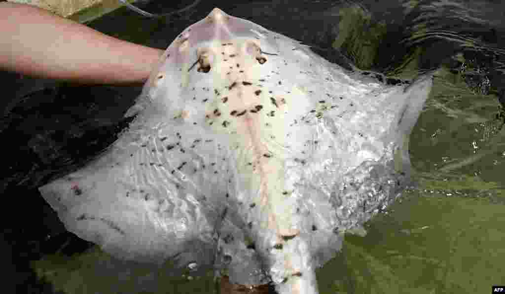 An albino ray, which was caught in August in the nets of a fisherman, swims in the Marinarium at Concarneau, western France.
