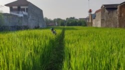 Seorang petani menyemprot tanaman padi di sawah yang makin terhimpit perumahan di Yogyakarta. (Foto: VOA/Nurhadi Sucahyo)