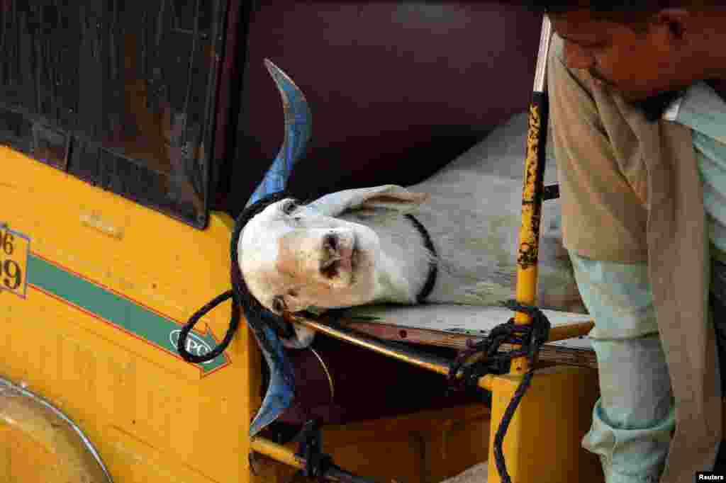 An auto rickshaw driver looks at a goat tied inside his rickshaw after a man bought it from a livestock market ahead of the Muslim festival of Eid al-Adha on the outskirts of Chennai, India.