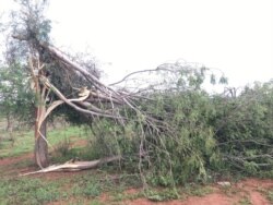 Izulu elikhulu liwise izihlahla koMatekenya eGwanda. (Photo: Albert Ncube)