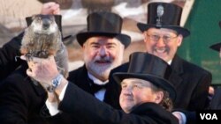 Punxsutawney Phil, hewan kecil sejenis berang-berang yang dipergunakan untuk meramal lamanya musim dingin di kota Punxsutawney, Pennsylvania (2/2).