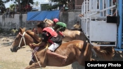 Pacuan kuda tahun ini diikuti 682 ekor kuda. Satu joki bisa berlomba beberapa kali. (Courtesy: Max FM Waingapu)