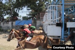 Pacuan kuda tahun ini diikuti 682 ekor kuda. Satu joki bisa berlomba beberapa kali. (Courtesy: Max FM Waingapu)