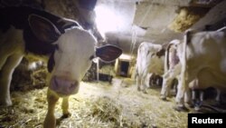 Sapi-sapi di sebuah peternakan di Le Mont, Swiss saat diambil susunya di pagi hari (foto: dok). Produksi susu dan pangan yang melimpah menyebabkan harga pangan dunia menurun tahun lalu. 