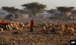 FILE - A Somali woman walks through a camp of people displaced from their homes elsewhere in the country by the drought, shortly after dawn in Qardho, Somalia, March 9, 2017.