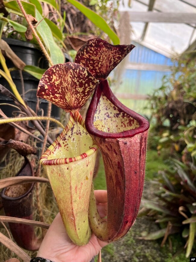 This undated image provided by California Carnivores shows a tropical pitcher plant (Nepenthes spp). (California Carnivores via AP)