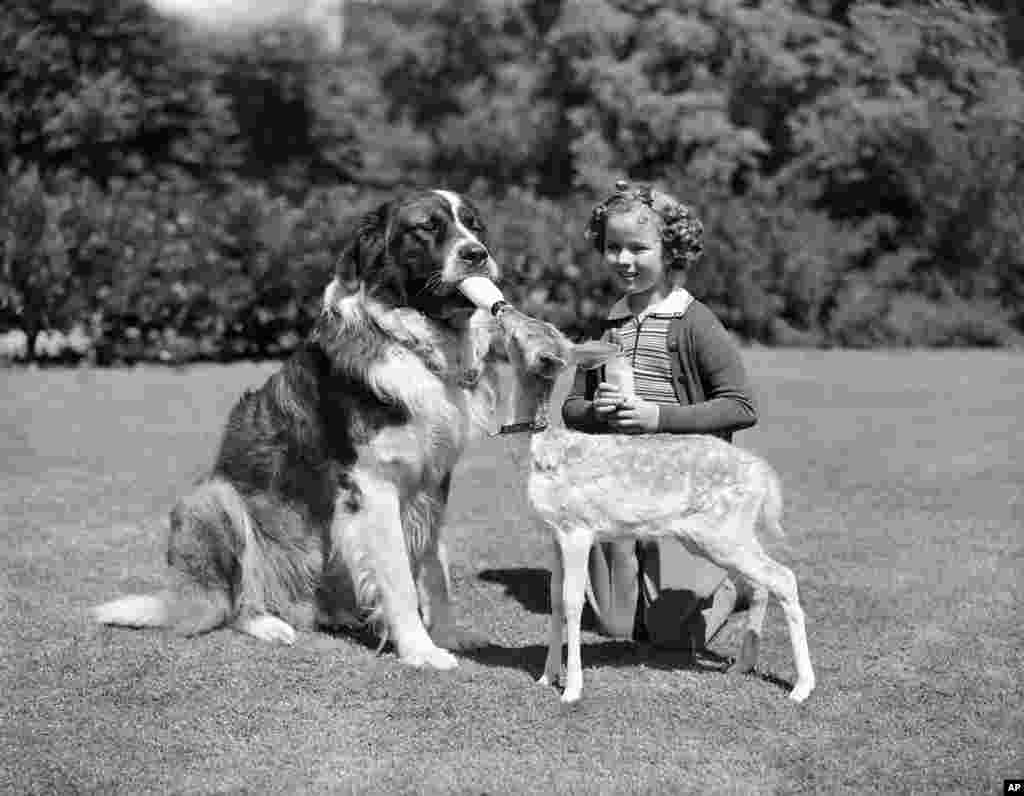 Shirley Temple e o cão-actor Big Buck da famosa &quot;Heidi&quot;.