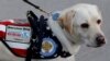 George HW Bush's Dog Starts New Job With Wounded Veterans