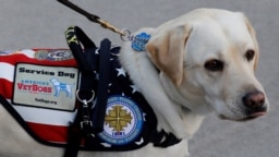 На фото: Саллі, службовий пес породи лабрадор, покійного екс-президента США Джорджа Буша-старшого