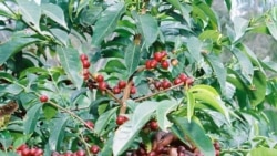 Baisse de la production de café au Cameroun