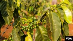 Coffee beans on the coffee trees in Mr. Bou Sopheap's plantation in Mondulkiri province on March 11th, 2015. (Nov Povleakhena/VOA Khmer) 