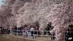 El Servicio de Parques Nacionales espera que 1,2 millones de personas visiten Washington debido al Festival de Árboles de Cerezos.