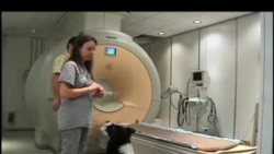 MRI potvrdio da psi razumiju ljudske osjećaje