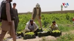 ملګري ملتونه: په افغانستان کې نږدې 39 فيصده کورنۍ د څښلو د اوبو د کمي سره مخ دي