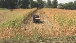 BE ndihmon bujqësinë në Gjirokastër