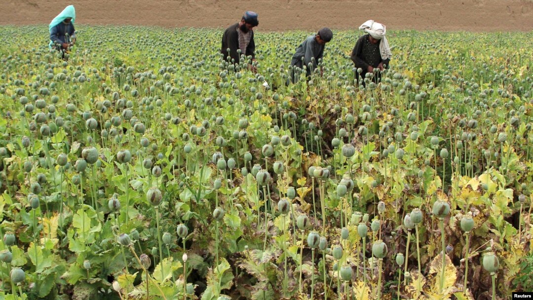 Petani Afghanistan bekerja di ladang candu di distrik Gereshk, provinsi Helmand, Afghanistan, 8 April 2016. 