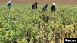 Petani Afghanistan bekerja di ladang candu di distrik Gereshk, provinsi Helmand, Afghanistan, 8 April 2016. 