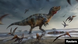 Ilustrasi dinosaurus pemakan daging besar yang dijuluki "Spinosaurid White Rock," yang sisa-sisanya berasal dari sekitar 125 juta tahun yang lalu selama Periode Kapur digali di Isle of Wight Inggris. (Foto: Reuters)