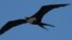 Las fragatas son aves marinas de las Galápagos, que tienen largas alas, con una envergadura de aproximadamente un metro y pesan un poco más de un kilo.
