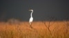 Climate Change, Invasive Species Threaten Everglades