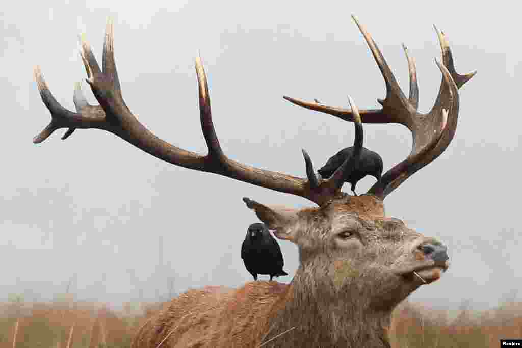 Burung-burung bertengger di atas rusa di Richmond Park selama cuaca berkabut di London, Minggu, 29 Desember 2024. (Foto: Mina Kim/Reuters)