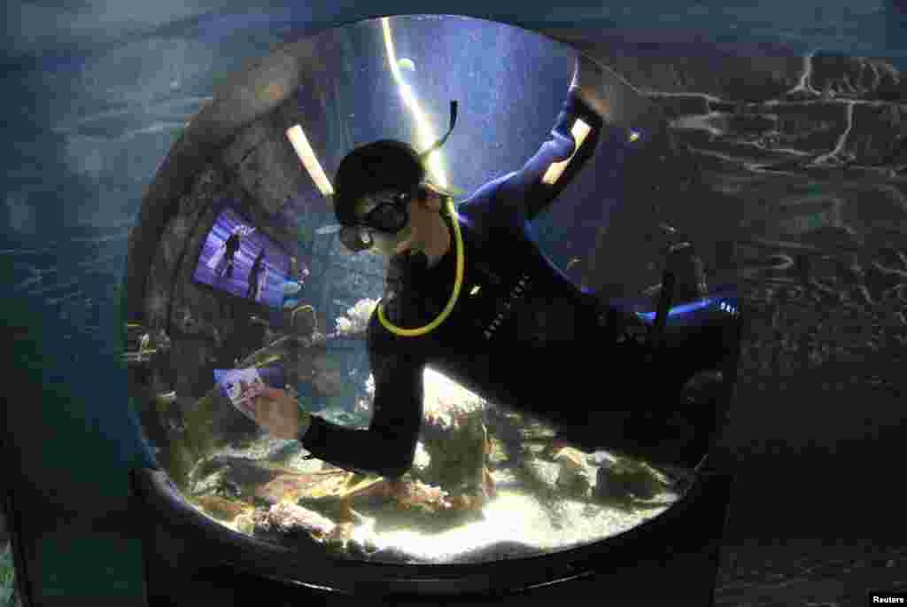 A diver uses a plastic card to scrape the inside of the glass aquarium at the islands exhibition at the &quot;Nausicaa&quot; marine attraction in Boulogne-sur-Mer, northern France. Twice a week divers clean the glass at the National Sea Experience Centre&#39;s aquarium.