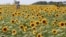 Visitors enjoy a sea of sunflowers in full bloom in Yokosuka park near Tokyo, Japan.