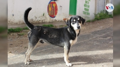 son ilegales las carreras de galgos