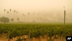 El humo y la bruma de los incendios forestales se cierne sobre un viñedo el jueves 10 de septiembre de 2020 por la mañana en Sonoma, California (AP Photo / Eric Risberg)