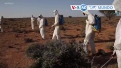 Manchetes Africanas 11 Fevereiro 2020: Infestação de gafanhotos agrava-se na Africa Oriental