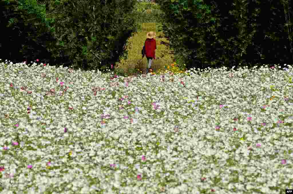 A woman walks in a field of flowers in the Pingchang District in Taoyuan, Taiwan.