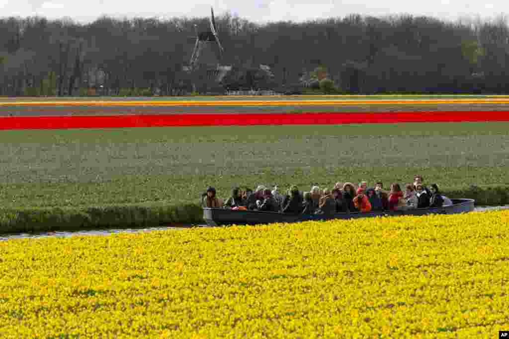 Wisatawan menikmati bunga bakung (daffodil) dan tulip yang sedang mekar di kota Lisse, Belanda.