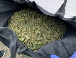 In this undated photo supplied by the New Zealand police, a bag of marijuana is displayed during a police raid as part of Operation Trojan.