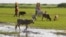 Female residents of the Tana River delta carry water in eastern Kenya, June 2009. (file photo)
