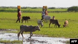 물을 길어오는 케냐 동부 마을의 아낙네들. (자료사진)