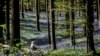 Seorang perempuan menikmati suasana di Hallerbos, sebuah hutan&nbsp;di kota Halle, Belgia yang dipenuhi oleh bunga-bunga &quot;bluebell&quot; (berbentuk seperti bell/lonceng biru) yang sedang mekar.