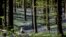 Seorang perempuan menikmati suasana di Hallerbos, sebuah hutan&nbsp;di kota Halle, Belgia yang dipenuhi oleh bunga-bunga &quot;bluebell&quot; (berbentuk seperti bell/lonceng biru) yang sedang mekar.