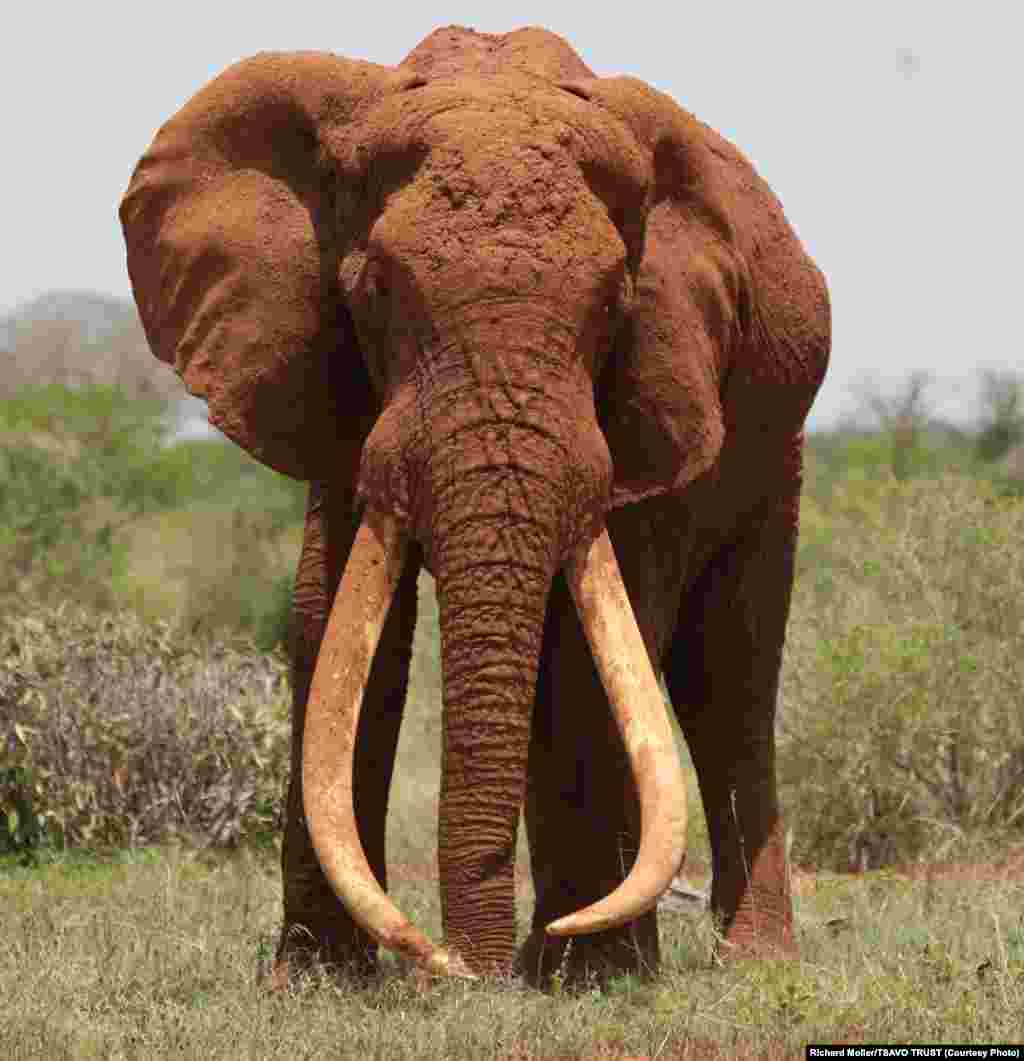 Satao, um dos maiores elefantes africanos, foi morto pelo seu marfim por&nbsp;caçadores furtivos (Maio de 2014) &nbsp;