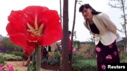 FILE - A Chinese woman looks at a Hippeastrom flower in an English Garden at China's International Horticulture Exhibition in Kunming, capital of southwest Yunnan province. 