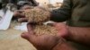 Battered by War, Syria's Wheat Crop Halved This Year to New Low