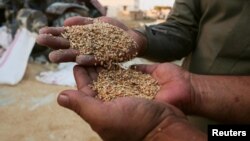 Men display wheat in Ras al-Ain, Syria, Sept. 16, 2016.