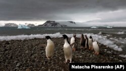 In this Jan. 27, 2015 photo, penguins walk on the shore of Bahia Almirantazgo in Antarctica. (AP Photo/Natacha Pisarenko)