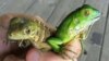 Esta foto del 6 de septiembre de 2016, tomada por Fred Burton, del Departamento de Medio Ambiente de las Islas Caimán muestra a un bebé de iguana verde junto a otra iguana infante posiblemente de una especie híbrida que sería una amenaza a la variedad endémica de las islas. Vía AP.