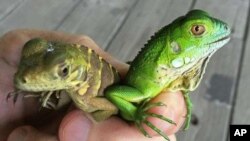 Esta foto del 6 de septiembre de 2016, tomada por Fred Burton, del Departamento de Medio Ambiente de las Islas Caimán muestra a un bebé de iguana verde junto a otra iguana infante posiblemente de una especie híbrida que sería una amenaza a la variedad endémica de las islas. Vía AP.