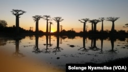 Des baobab de Morondava, Madagascar, le 12 juillet 2015 (VOA/Solange Nyamulisa)