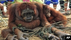 Orangutans are tied to the ground as villagers look on in Sungai Pinyuh, Indonesia's West Kalimantan province.Deforestation is destroying the natural habitats of the primate and driving them out of forests. (File)