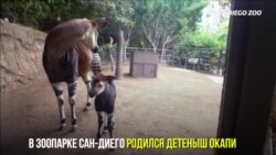 В зоопарке Сан-Диего родился детеныш окапи